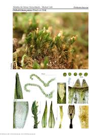 Attēlu rezultāti vaicājumam “Orthotrichum patens”