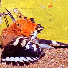 Image result for hoepoe