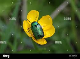 Attēlu rezultāti vaicājumam “Cryptocephalus aureolus, Cryptocephalus sericeus”