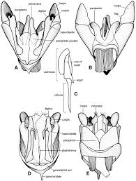 Attēlu rezultāti vaicājumam “Diprion pini female”