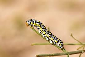 Attēlu rezultāti vaicājumam “Cucullia verbasci larva”