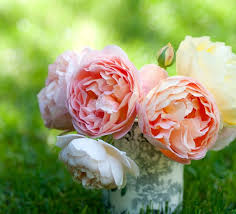 Attēlu rezultāti vaicājumam “Rosaceae”