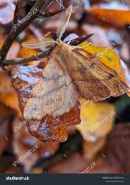 Attēlu rezultāti vaicājumam “Colotois pennaria”