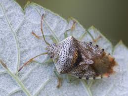 Attēlu rezultāti vaicājumam “Elasmucha grisea imago”