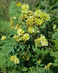 Attēlu rezultāti vaicājumam “Lophozia capitata”