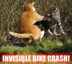 Image result for invisible cat