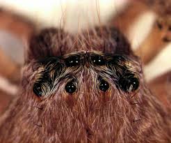 Attēlu rezultāti vaicājumam “Sparassidae”