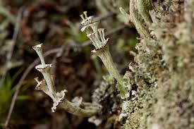 Attēlu rezultāti vaicājumam “Cladonia”