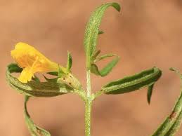 Attēlu rezultāti vaicājumam “Melampyrum sylvaticum”