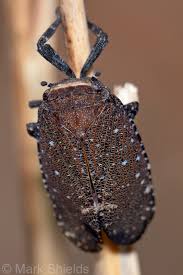 Attēlu rezultāti vaicājumam “Fuligo licentii macro”