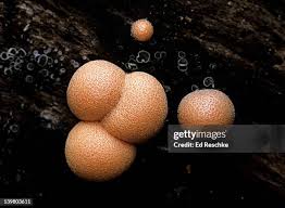 Attēlu rezultāti vaicājumam “Lycogala cf. oleocrystalliferum young”