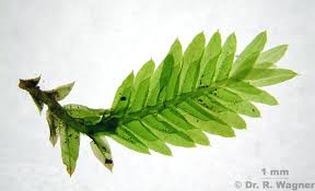 Attēlu rezultāti vaicājumam “Fissidens”