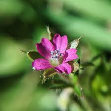 Attēlu rezultāti vaicājumam “Geranium dissectum leaf”