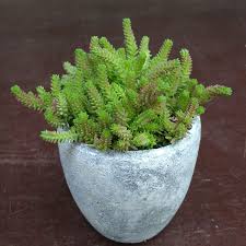 Attēlu rezultāti vaicājumam “Sedum sexangulare”