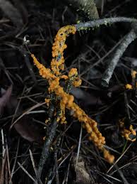 Attēlu rezultāti vaicājumam “Leocarpus fragilis stalked”