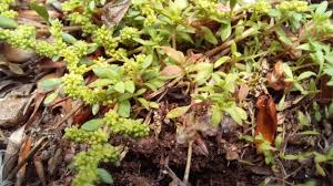 Attēlu rezultāti vaicājumam “Herniaria glabra flower”