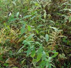 Image result for Aster lanceolatus