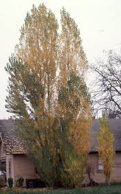 Attēlu rezultāti vaicājumam “Populus nigra Italica”