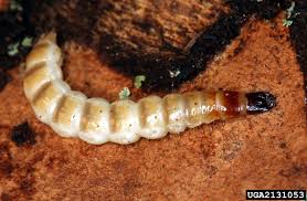 Attēlu rezultāti vaicājumam “Cleridae”