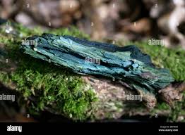 Attēlu rezultāti vaicājumam “Chlorociboria aeruginascens”