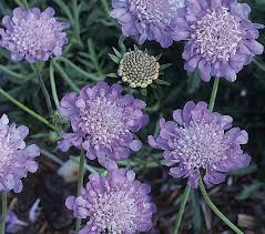 Image result for Scabiosa col.`Butterfly Blue`