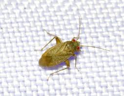 Attēlu rezultāti vaicājumam “Dryophilocoris flavoquadrimaculatus imago”