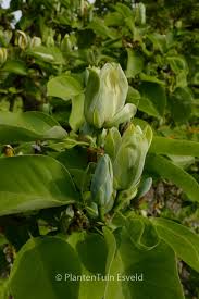 Attēlu rezultāti vaicājumam “Magnolia acuminata flower”