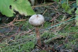 Attēlu rezultāti vaicājumam “Tulostoma fimbriatum”