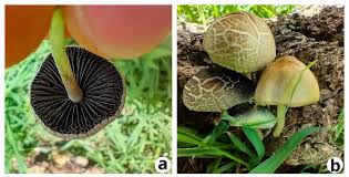 Attēlu rezultāti vaicājumam “Panaeolus papilionaceus”