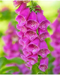 Attēlu rezultāti vaicājumam “Digitalis purpurea flower”