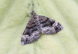 Attēlu rezultāti vaicājumam “Xanthorhoe biriviata”