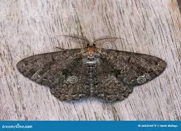 Attēlu rezultāti vaicājumam “Hypomecis roboraria”