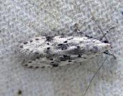 Attēlu rezultāti vaicājumam “Carpatolechia proximella”