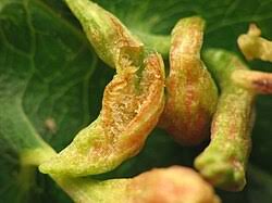 Attēlu rezultāti vaicājumam “Eriophyes padi”