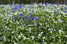 Attēlu rezultāti vaicājumam “Allium ursinum flower”