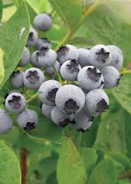 Attēlu rezultāti vaicājumam “Vaccinium angustifolium”