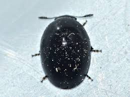 Attēlu rezultāti vaicājumam “Badhamiopsis praetermissa”