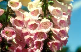 Image result for Fingerhut rot