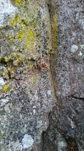 Attēlu rezultāti vaicājumam “Calicium adspersum”