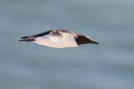 Image result for Uria aalge