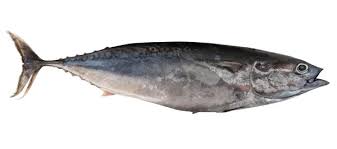 Image result for Trachurus trachurus