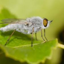 Attēlu rezultāti vaicājumam “Therevidae”