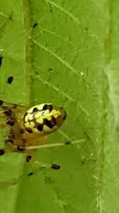 Attēlu rezultāti vaicājumam “Phylloneta sp.”