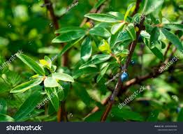 Attēlu rezultāti vaicājumam “Lonicera caerulea var. pallasii fruit”