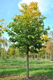 Attēlu rezultāti vaicājumam “Cladrastis kentukea”