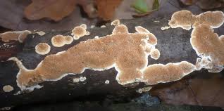 Attēlu rezultāti vaicājumam “Steccherinum bourdotii”