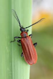 Attēlu rezultāti vaicājumam “Schizotus pectinicornis”