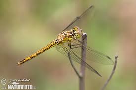 Attēlu rezultāti vaicājumam “Sympetrum sanguineum”