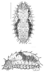Attēlu rezultāti vaicājumam “Micropterigidae”