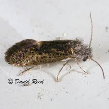 Attēlu rezultāti vaicājumam “Eriocraniidae”